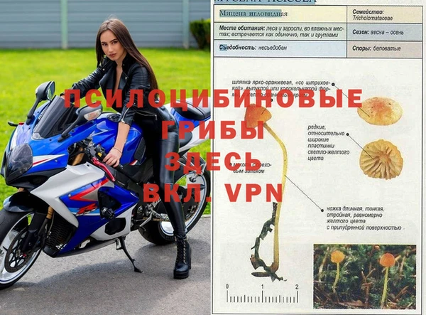 ПСИЛОЦИБИНОВЫЕ ГРИБЫ Абаза